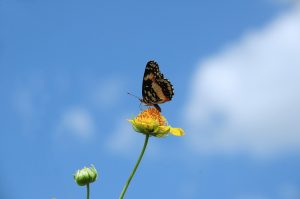 anselmo7511 butterfly g3710a3b06 1280