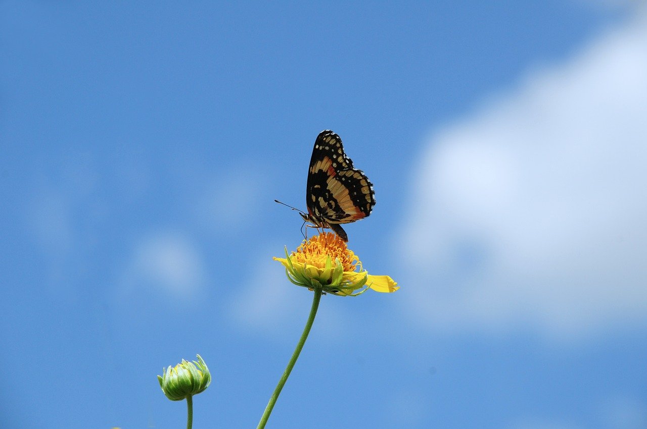 anselmo7511 butterfly g3710a3b06 1280