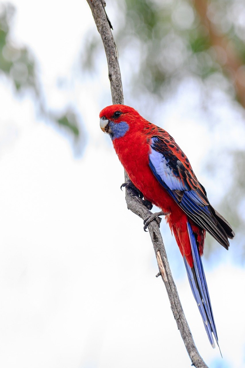 pen ash crimson rosella g5e5e823c1 1280